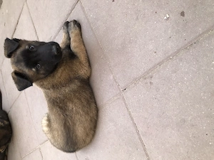 Cățel ciobănesc belgian malinois  - imagine 5