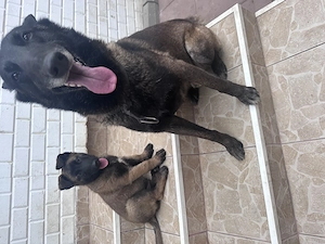Cățel ciobănesc belgian malinois  - imagine 4
