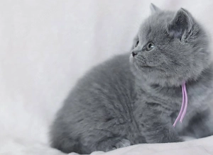 Fetița British shorthair Blue  - imagine 2