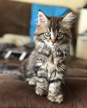 Maine coon baietel superb