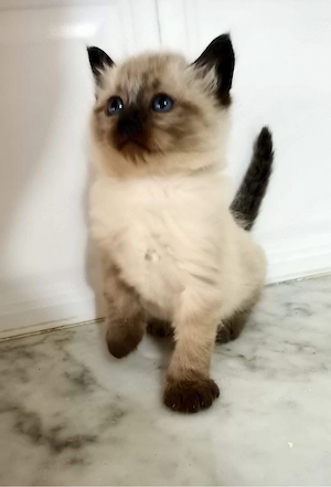 puiut ragdoll  - imagine 3