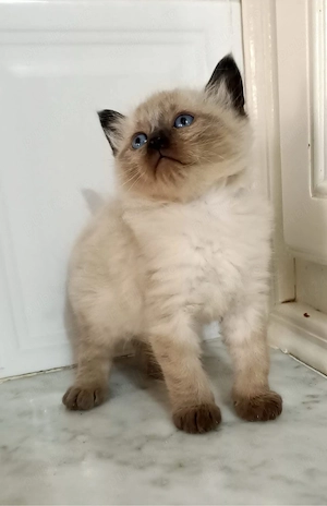 puiut ragdoll  - imagine 4