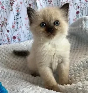 puiut ragdoll 