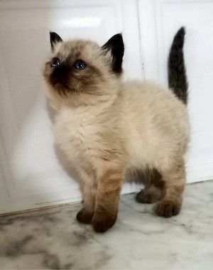puiut ragdoll  - imagine 2