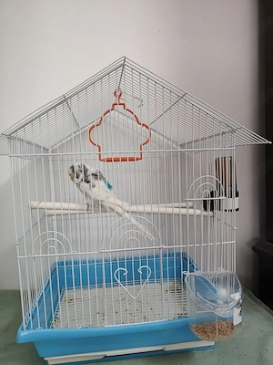 Papagal perus cu colovie