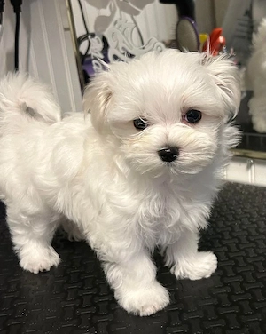 Puiuti Bichoni Maltese superbi