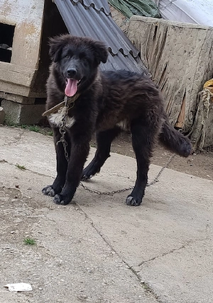 Caine Ciobanesc Corb 6 luni