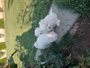 Bichon maltez talie mica - imagine 2