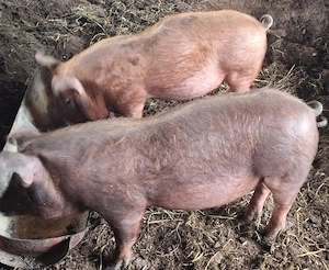 De vanzare porci metis 