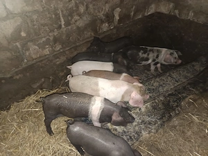 Vând purcei de 9 săptămâni 