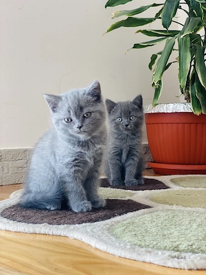 British shorthair și longhair