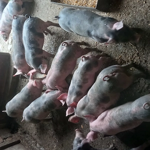Vând purcei de rasă pietrain cu vârsta de 2 luni