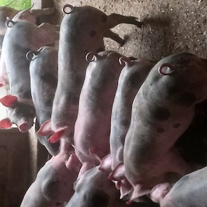 Vând purcei de rasă pietrain cu vârsta de 2 luni - imagine 2