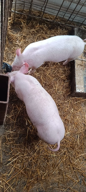 Vând doi porci îngrijiți