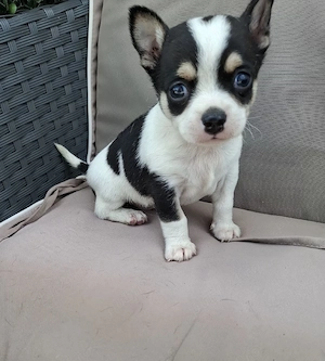 chihuahua oradea
