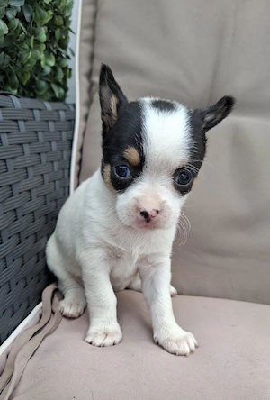 chihuahua fetita 