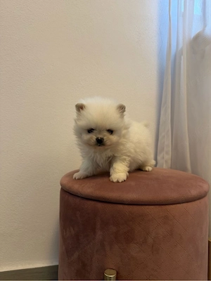 Vând Pomeranian adorabil cu pedigree! 