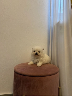 Vând Pomeranian cu pedigree!  - imagine 2