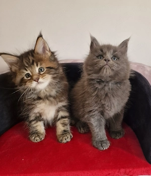 Puiuți maine coon superbi 