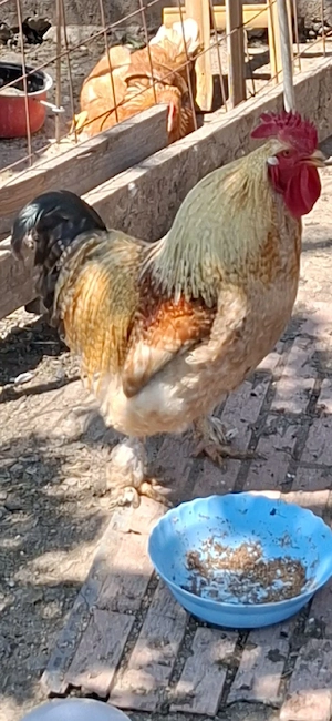 Vând cocoș metiș cu Brahma din 2025