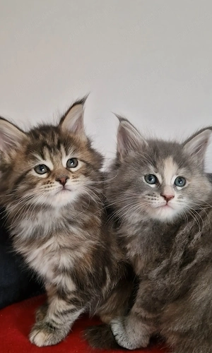 Puiuți maine coon superbi 