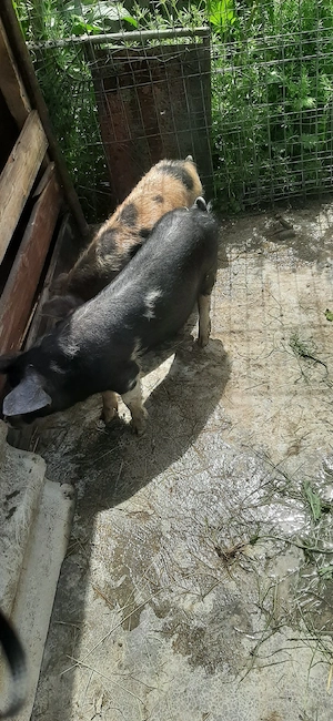 vand 2 purcei 
