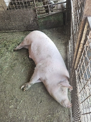 Vand porc  - imagine 2
