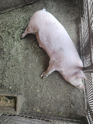 Vand porc 