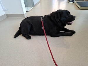 Ofer spre adopție femelă Labrador Retriever - imagine 2