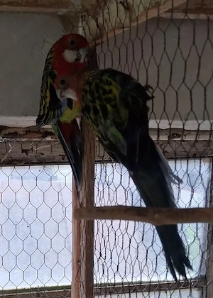 Perechea rosella 