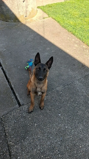 vand femela malinois