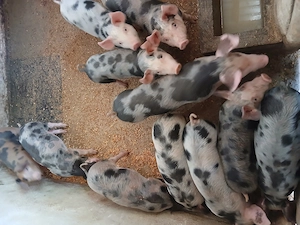 Purcei petrean de vînzare