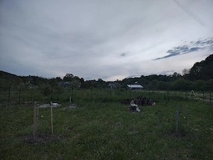 Teren extravilan,intravilan cu ieșire la lac - imagine 2