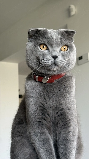 Vând pisicuță britich shorthair - imagine 2