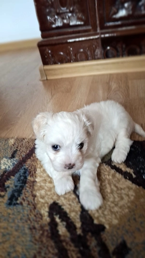 Pui de bichon 