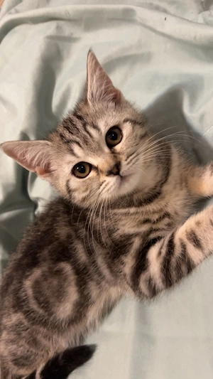 Pisicuț silver tabby 