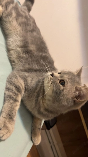 Pisică silver tabby 