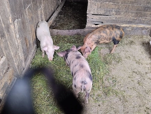 Purceii de vânzare!