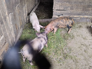 Purecii de vânzare în satul Rași!
