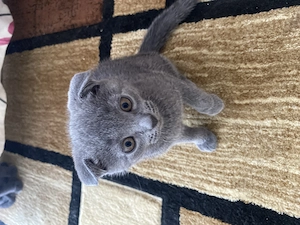 Scottish Fold blue fetiță 