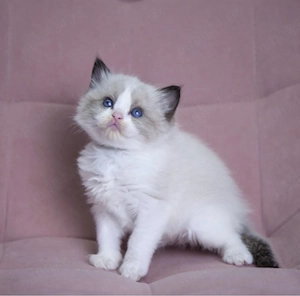 Ragdoll disponibil  - imagine 3