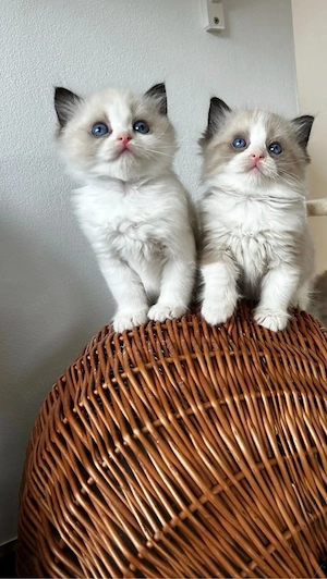 Ragdoll disponibil 