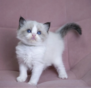 Ragdoll disponibil  - imagine 2