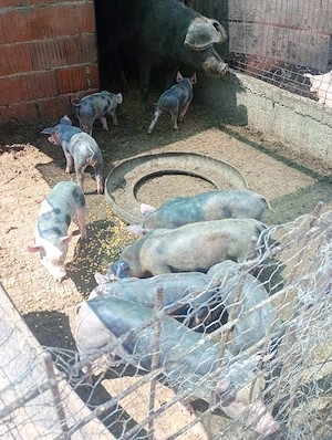 Vând  scroafa cu purcei una de 8 săptămâni are 10 și cea alta are 11 porci 3 săptămâni 