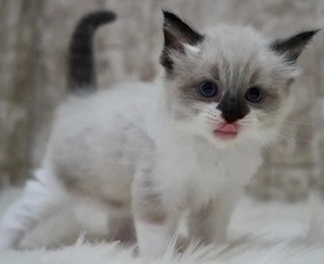 Ragdoll de vanzare  - imagine 2