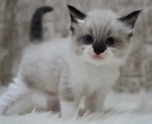 Ragdoll de vanzare  - imagine 3