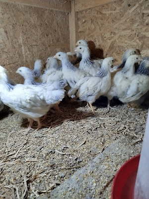 pui sussex herminat deschis 