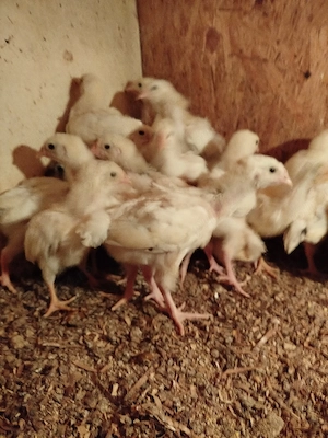 pui de găină sussex herminat deschis  - imagine 3