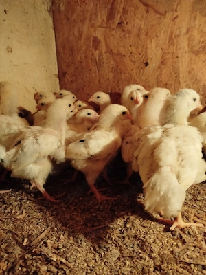 pui de găină sussex herminat deschis 