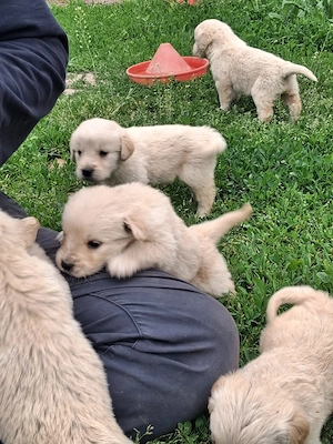 7 pui de catel Golden